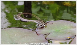 freshwater -  grass snake by Claudia Weber-Gebert 